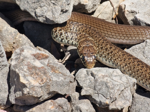 Balkan Whip Snake
