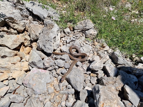 Balkan Whip Snake