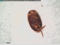 Laccophilus proximus