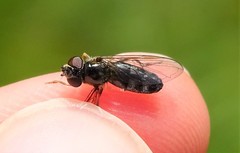 Platycheirus albimanus