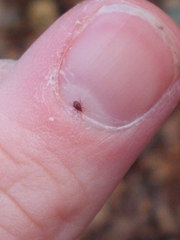 Parasitiformes