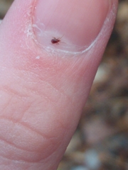 Parasitiformes