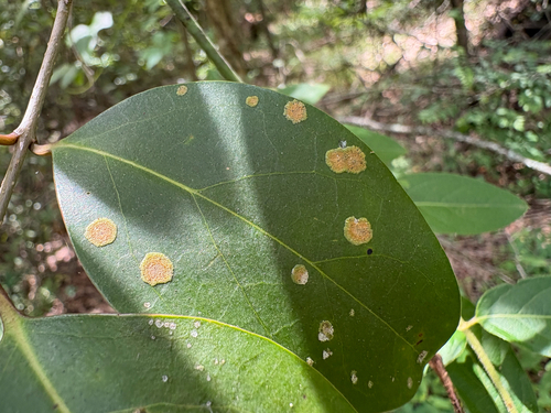 Cephaleuros virescens observed 2026-04-24