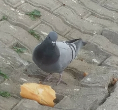 Columba livia domestica