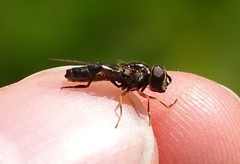 Platycheirus albimanus