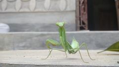 Hierodula tenuidentata