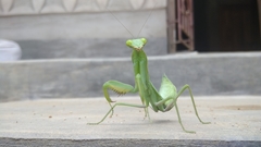 Hierodula tenuidentata