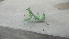 Hierodula tenuidentata