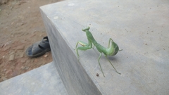 Hierodula tenuidentata