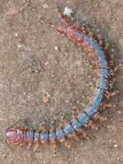 Scolopendra viridicornis