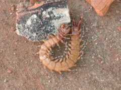 Scolopendra viridicornis