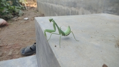 Hierodula tenuidentata