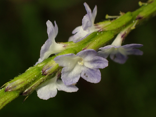 Stachytarpheta cayennensis
