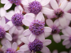Pericallis papyracea