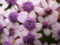 Pericallis papyracea, photograph (c) Borja Fierro, some rights reserved (CC BY)