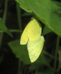 Eurema hecabe hecabe