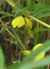 Eurema hecabe hecabe