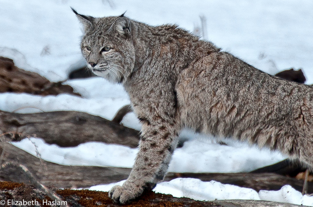 Lynx boréal — Wikipédia