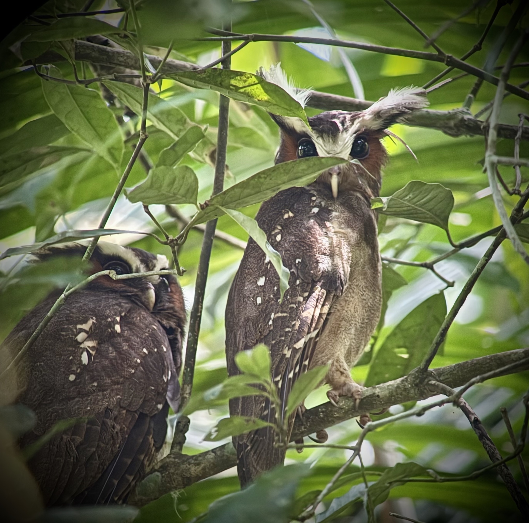 Crested Owl (Lophostrix cristata), photo 9