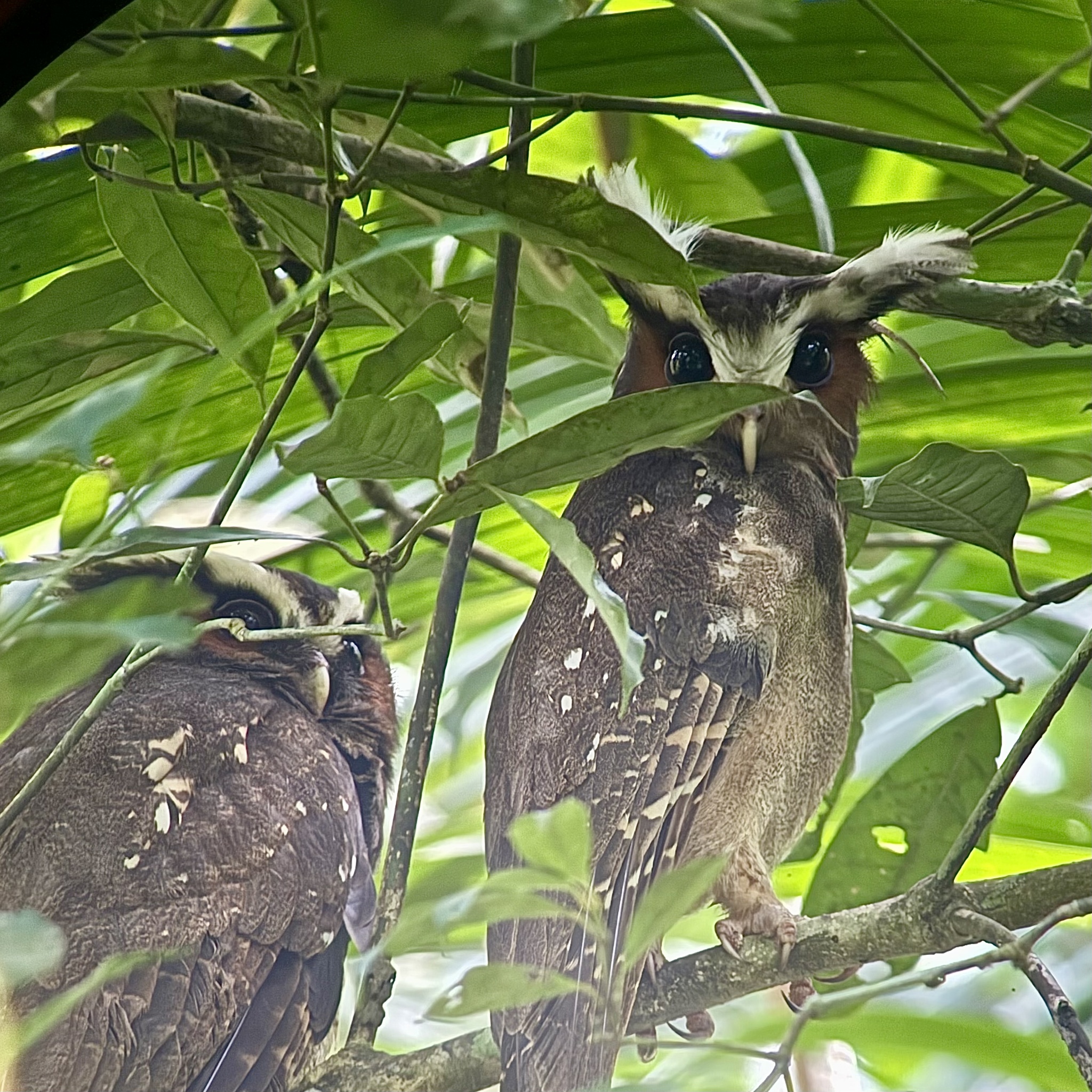 Crested Owl (Lophostrix cristata), photo 8