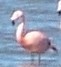 Phoenicopterus chilensis