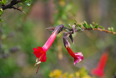 Cantua buxifolia