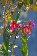 Sobralia dichotoma