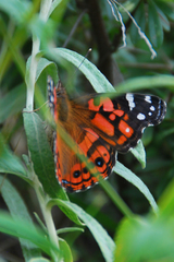 Vanessa altissima