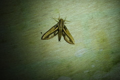 Xylophanes xylobotes