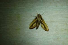 Xylophanes xylobotes