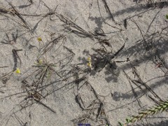 Linaria polygalifolia