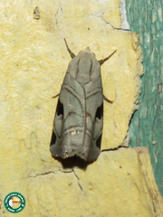 Oglasa nana