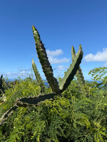 Acanthocereus tetragonus, 2026-04-24