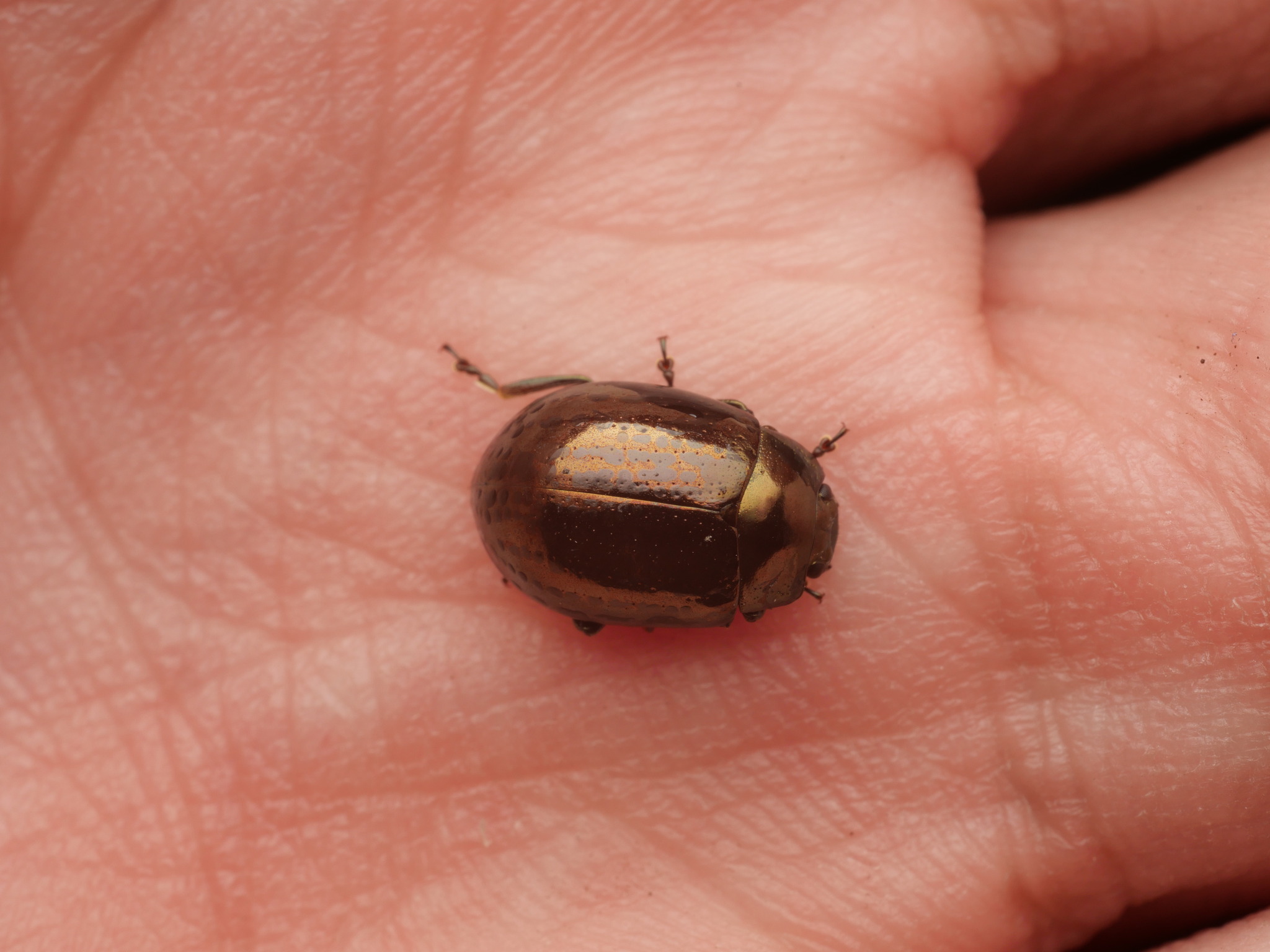 Chrysolina geminata