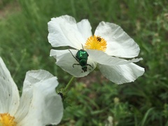 Trichiotinus lunulatus