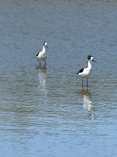 iNaturalist observation photo of Black-necked Stilt