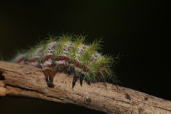 Ormiscodes amphimone