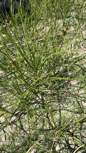 iNaturalist observation photo of sea clubrush