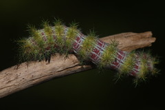 Ormiscodes amphimone