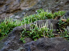Peperomia urvilleana