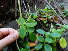 Peperomia urvilleana