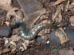 Scolopendra dalmatica