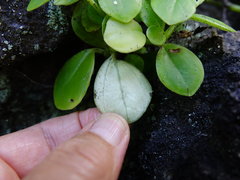 Peperomia urvilleana