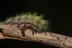 Ormiscodes amphimone