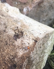 Cryptocephalus guttulatus