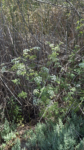 iNaturalist observation photo of poison hemlock