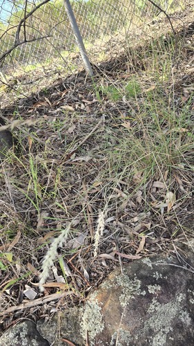 Rytidosperma fulvum, photograph 6