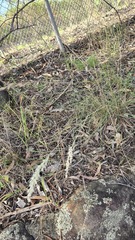 Rytidosperma fulvum, photograph (c) Petra Holland, some rights reserved (CC BY)