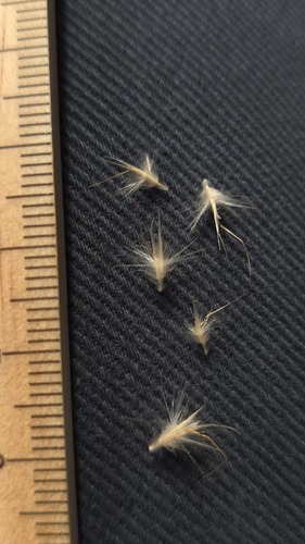 Rytidosperma fulvum, photograph 5