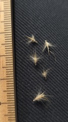(c) Petra Holland, some rights reserved (CC BY) Rytidosperma fulvum, photograph (c) Petra Holland, some rights reserved (CC BY)